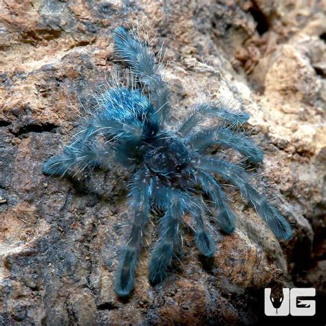 Baby Antilles Pinktoe Tarantulas (Caribena versicolor) For Sale - Underground Reptiles