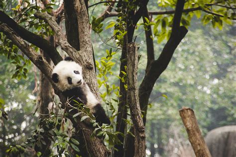 China's New Giant Panda National Park Is Opening Soon - The Points Guy