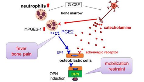 Cause of Unfavorable G-CSF Side Effects Uncovered in Japan - Drug Discovery and Development