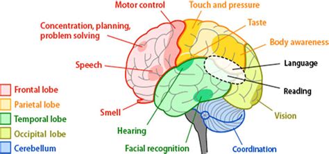 The Truth About The Brain And The Five Senses