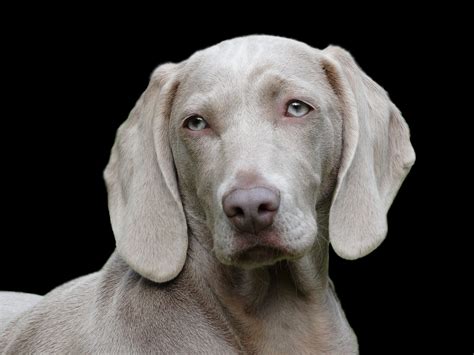 Der Weimaraner - Intelligent, gutaussehend, liebenswürdig