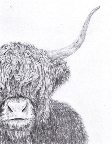 Highland Cow Pencil Drawing