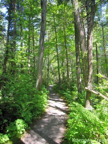 The rhododendron sanctuary trail in the Pachaug State Forest, Voluntown, Connecticut (CT); on ...