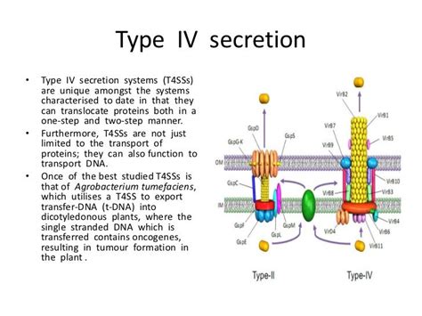 Bacterial secretion