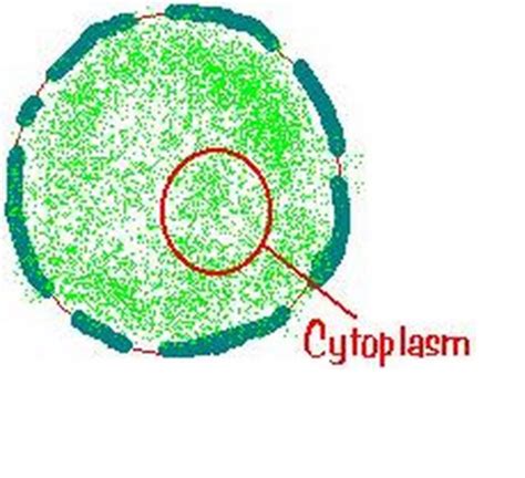 Biology|botany: cytoplasm