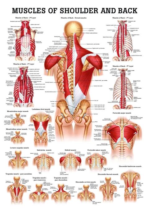 Human Muscles of the Shoulder and Neck Poster - Clinical Charts and Supplies