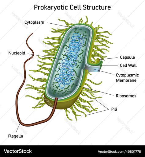 Prokaryotic cell structure chart medical Vector Image