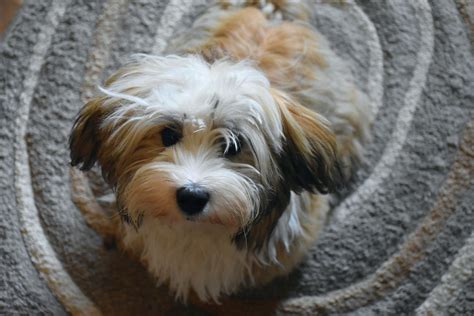 The 117 Most Popular Havanese Names | The Dog People by Rover.com