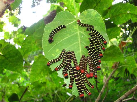 Colorful Caterpillars - Forests Asia