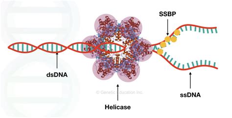 Replication 103: DNA Helicase- Structure, Function and Mechanism of DNA Unwinding – Genetic ...