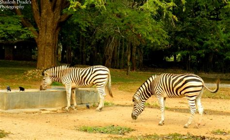 Mysore Zoo Animals..!!