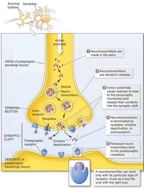 neurotransmission process step by step ... | Neurology, Brain anatomy ...