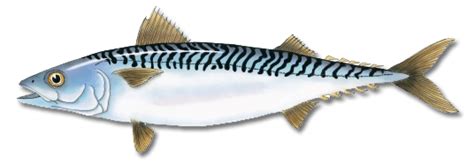 Atlantic Mackerel » Maine Saltwater Fishing » Fish Species Information