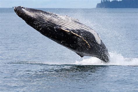 breaching - Animal Stock Photos - Kimballstock