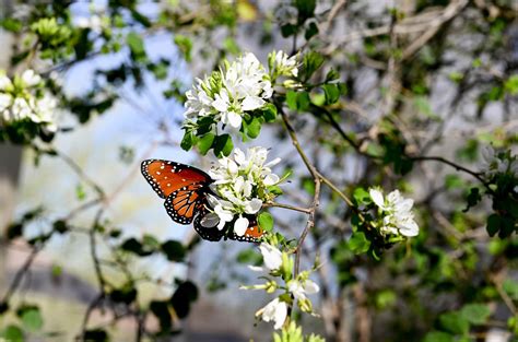 Butterfly-at-Desert-Botanical-Garden-Phoenix - Appetites Abroad