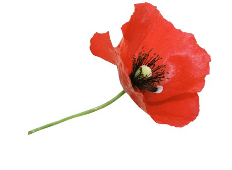 Red Poppy Transparent Png Stickpng - vrogue.co