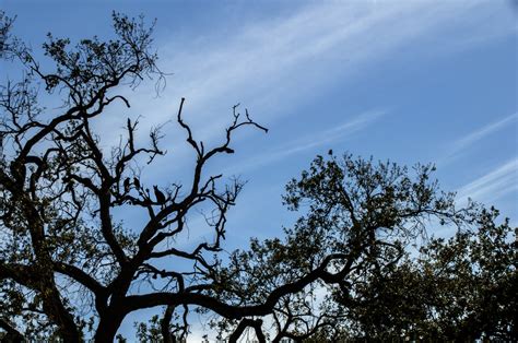 Silhouette Cat And Birds In Tree Free Stock Photo - Public Domain Pictures