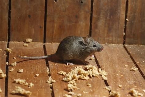 5 Risks You Face When Your Home Is Infested With Mice