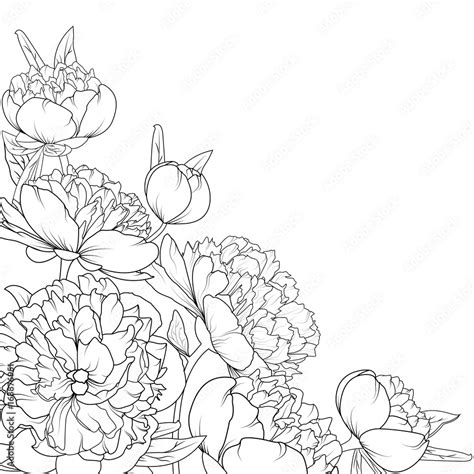 Peony rose garden spring summer flowers black and white detailed outline sketch drawing. Corner ...