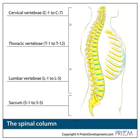 Thoracic Region Anatomy