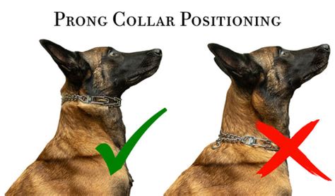 Prong Collar Sizing and Positioning – Redline K-9 Canada