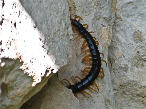 Giant Desert Centipede | I found this guy crawling under som… | Flickr