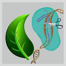 The Dawning Of A New Era For Gene Editing And Plant Biotechnology