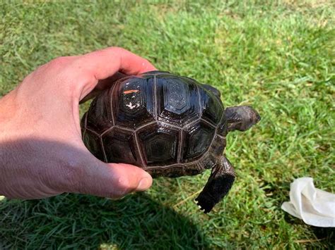 Aldabra Giant Tortoise Baby