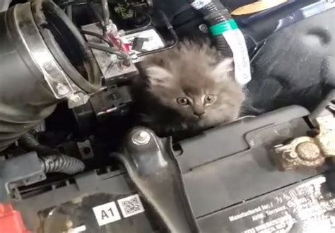 Mechanics rescue kitten from car engine | wtsp.com