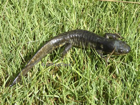 Barred Tiger Salamander Larvae