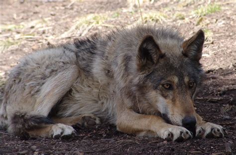 Gray wolf (female) | Colorado Wolf and Wildlife Divide CO. | Drew Avery | Flickr