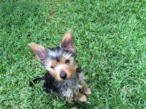 Male Yorkie Puppy for sale Pretoria / Tshwane - PUPPIES FOR SALE