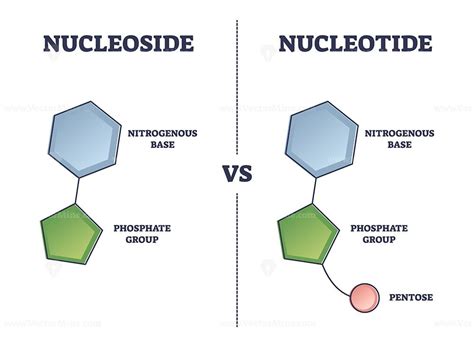 Nucleoside vs Nucleotide compound differences comparison outline ...