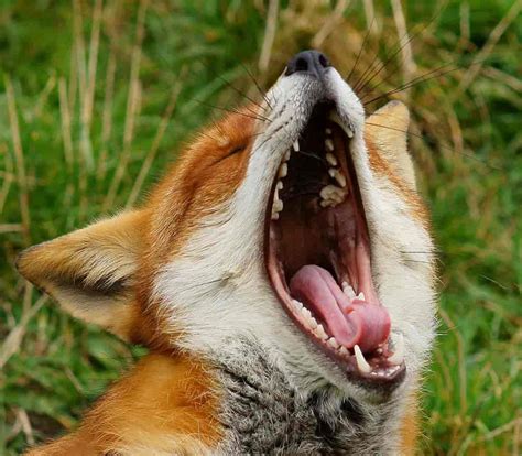 Animals Yawning » GagDaily News