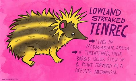 My Zoetrope: 293: Lowland Streaked Tenrec