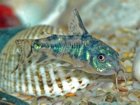 Peppered Corydoras Care Sheet ~ Tropical Fish Types