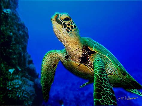 Green sea turtle courtesy of Chris Neltner | Dugongs and sea… | Flickr