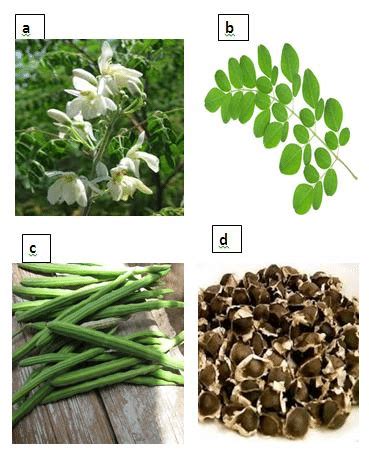 (a)Moringa oleifera flowers (b) Moringa oleifera leaves (c) Moringa ...