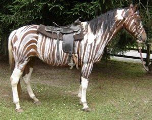 DIY Horse Zebra Costume - petdiys.com