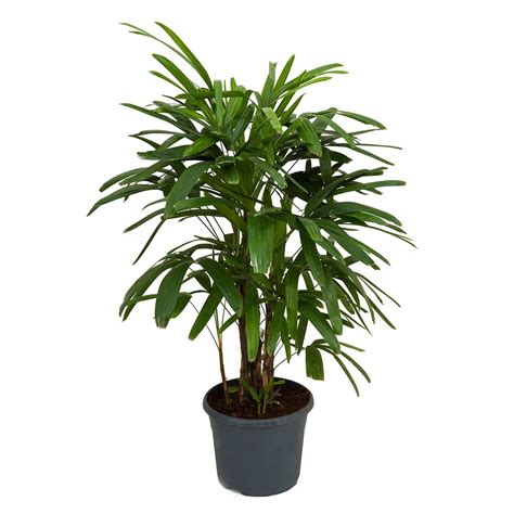 12 Houseplants That Improve Your Indoor Air Quality - Saniservice Blog