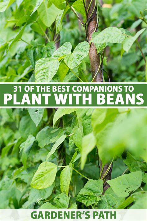 Companion Flowers for Bush Beans | Foliar Garden