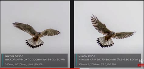 Nikon D500 Vs. D7500: Which Camera Should You Go For?