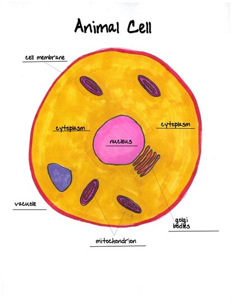 animal cell labeled worksheet : Biological Science Picture Directory – Pulpbits.net