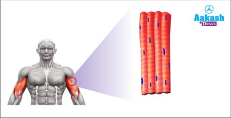 Voluntary and Involuntary Muscles: Definition, Differences & Examples | AESL