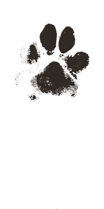 Dog Paw Print Prints · Free vector graphic on Pixabay