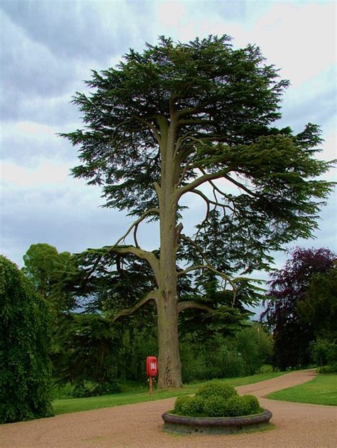 Free photo: Tall, Tree, Bark, Branch, Nature - Free Image on Pixabay - 861725
