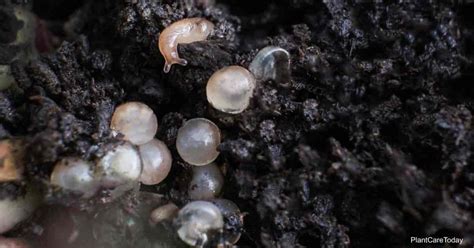 Snail Eggs: What Does A Snail Egg Look Like? | PlantCareToday