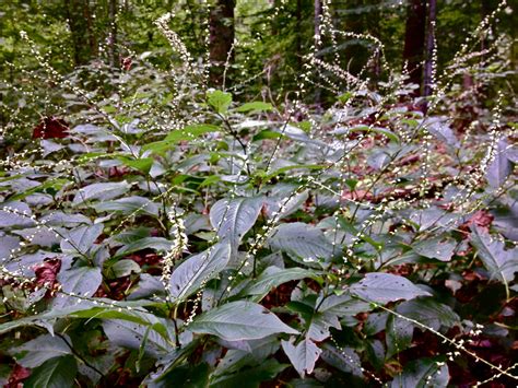 Persicaria virginiana (Jumpseed, Knotweed) | North Carolina Extension Gardener Plant Toolbox