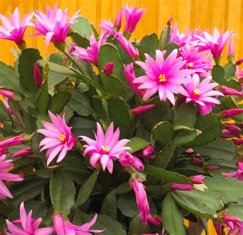 Best Support System For Large Christmas Cactus Plants : Those that grow in trees do so for ...