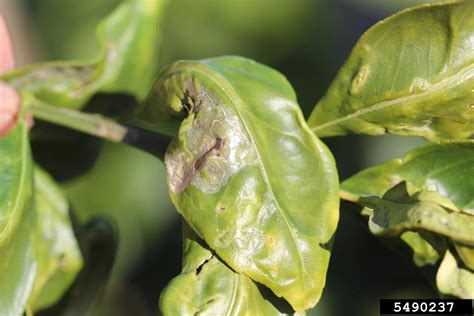 Lime Leaves Are Curling Up - What To Do About Leaf Curl On Lime Trees